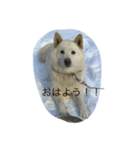 asnsha（個別スタンプ：2）