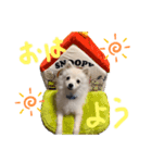 ぽまめのいる生活（個別スタンプ：3）