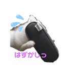 日本スピッツ 音ちゃんのスタンプ（個別スタンプ：1）