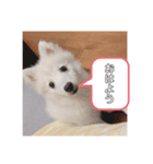 日本スピッツ 音ちゃんのスタンプ（個別スタンプ：3）