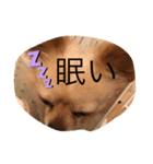Rhye（個別スタンプ：4）