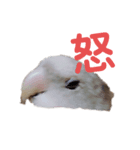 コザクラインのいわし（個別スタンプ：1）