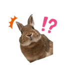 うさぎのもなか（個別スタンプ：4）