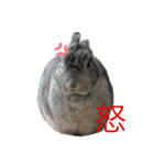 うさぎのもなか（個別スタンプ：5）