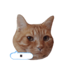 実用性のない猫スタンプ（個別スタンプ：1）