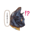 実用性のない猫スタンプ（個別スタンプ：2）