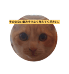 実用性のない猫スタンプ（個別スタンプ：3）