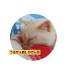 実用性のない猫スタンプ（個別スタンプ：5）