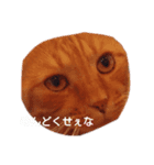 実用性のない猫スタンプ（個別スタンプ：6）