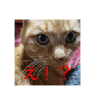 猫のまめちゃん1（個別スタンプ：2）