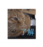 猫のまめちゃん1（個別スタンプ：3）