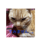猫のまめちゃん1（個別スタンプ：6）