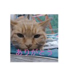 猫のまめちゃん1（個別スタンプ：7）
