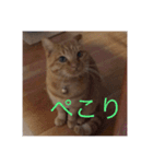 猫のまめちゃん1（個別スタンプ：8）
