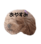 プードルねおん・ここな（個別スタンプ：3）