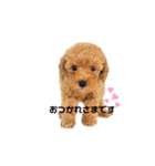 プードルねおん・ここな（個別スタンプ：4）