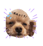 プードルねおん・ここな（個別スタンプ：7）
