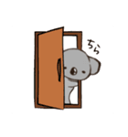 こあらちゃん(日常)（個別スタンプ：1）