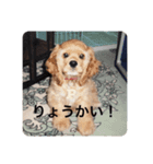 かわいいパフちゃん♡（個別スタンプ：1）