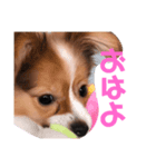 あんぶーの仲間たち（個別スタンプ：6）