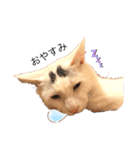 ねこかわいいポーズ（個別スタンプ：1）
