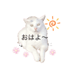 ねこかわいいポーズ（個別スタンプ：2）