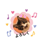 ねこかわいいポーズ（個別スタンプ：7）