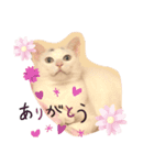 ねこかわいいポーズ（個別スタンプ：8）