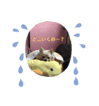 チワワ大好き★（個別スタンプ：1）