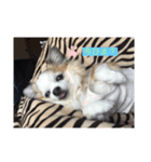 チワワ大好き★（個別スタンプ：3）