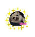チワワ大好き★（個別スタンプ：4）