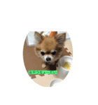 チワワ大好き★（個別スタンプ：7）