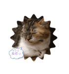 ワシャネコ（個別スタンプ：2）