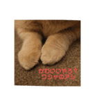 ワシャネコ（個別スタンプ：3）