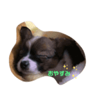 くぅーのつぶやき（個別スタンプ：1）