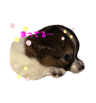 くぅーのつぶやき（個別スタンプ：2）