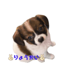くぅーのつぶやき（個別スタンプ：4）