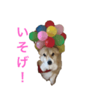 コーギーのはなちゃん！（個別スタンプ：2）