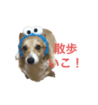 コーギーのはなちゃん！（個別スタンプ：3）
