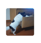 くろとしろのわーちち（個別スタンプ：4）