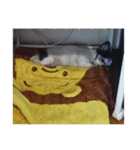くろとしろのわーちち（個別スタンプ：5）