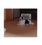 くろとしろのわーちち（個別スタンプ：6）