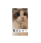 ラグドールのラム（個別スタンプ：4）