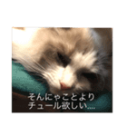 ラグドールのラム（個別スタンプ：6）