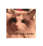 ラグドールのラム（個別スタンプ：7）