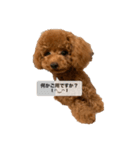 愛犬ななのスタンプ1（個別スタンプ：1）
