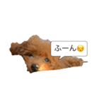 愛犬ななのスタンプ1（個別スタンプ：4）