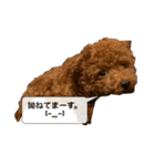 愛犬ななのスタンプ1（個別スタンプ：5）