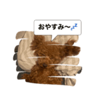 愛犬ななのスタンプ1（個別スタンプ：8）