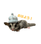 フクロモモンガのももくんとちびちゃん（個別スタンプ：1）